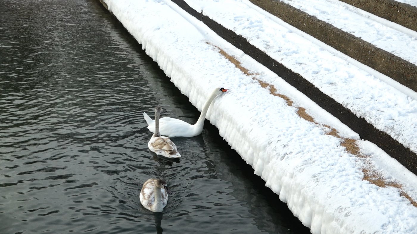 EkoPatrol pomaga ptakom przetrwać zimę, fot. Patryk Zaputowicz