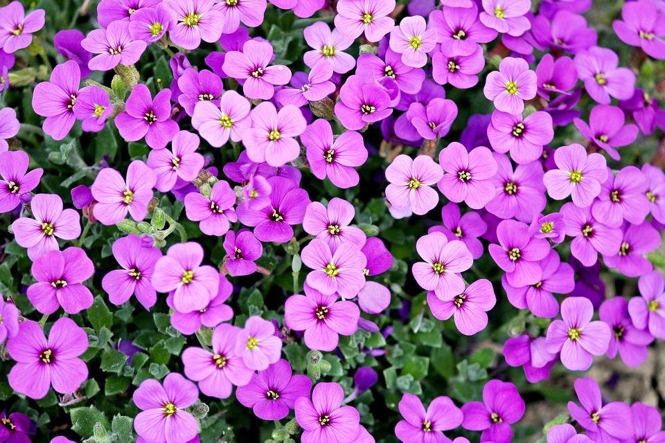Konkurs „Gdynia malowana kwiatami” // fot. www.pixabay.com