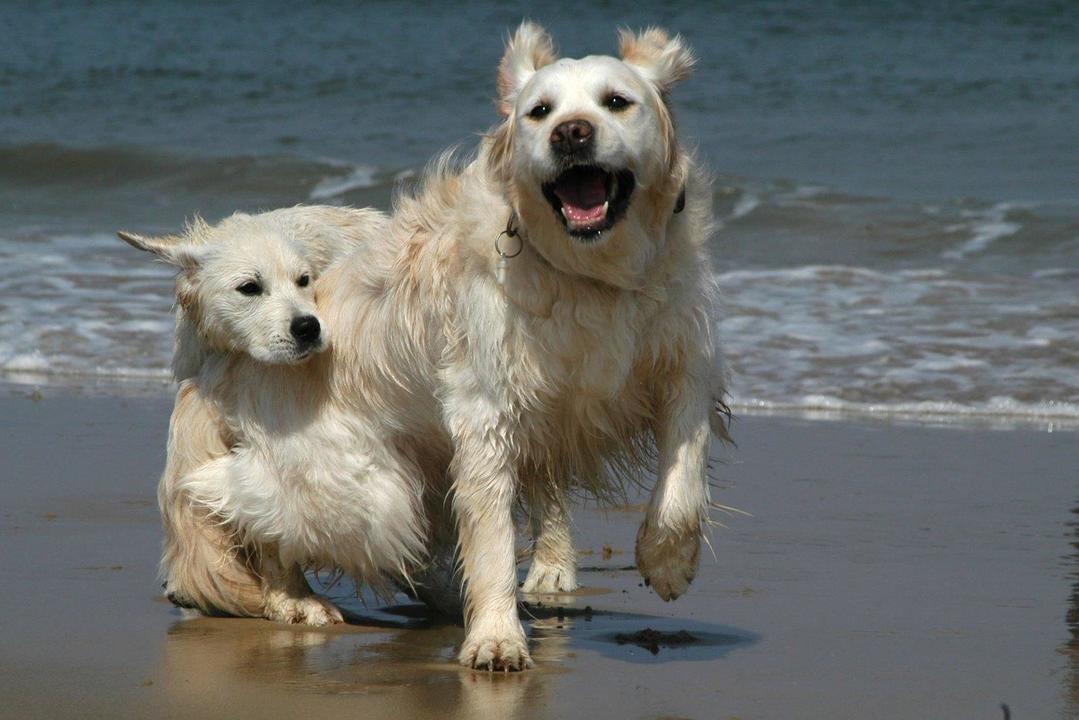 W Gdyni funkcjonują dwie psie plaże, gdzie można swobodnie zabrać swojego czworonoga // fot. freeimages.com