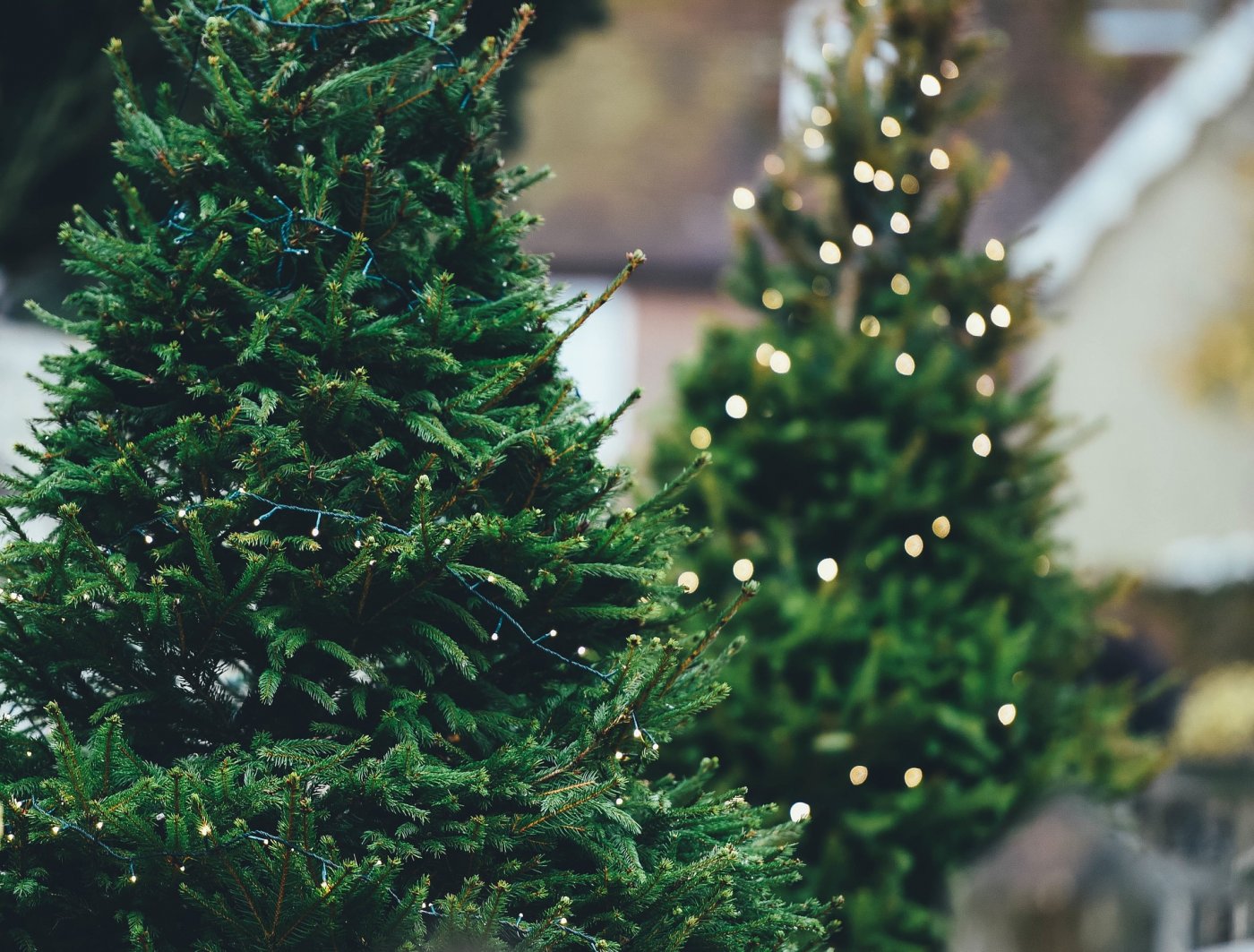 Tu kupisz świąteczne drzewko // pixabay.com