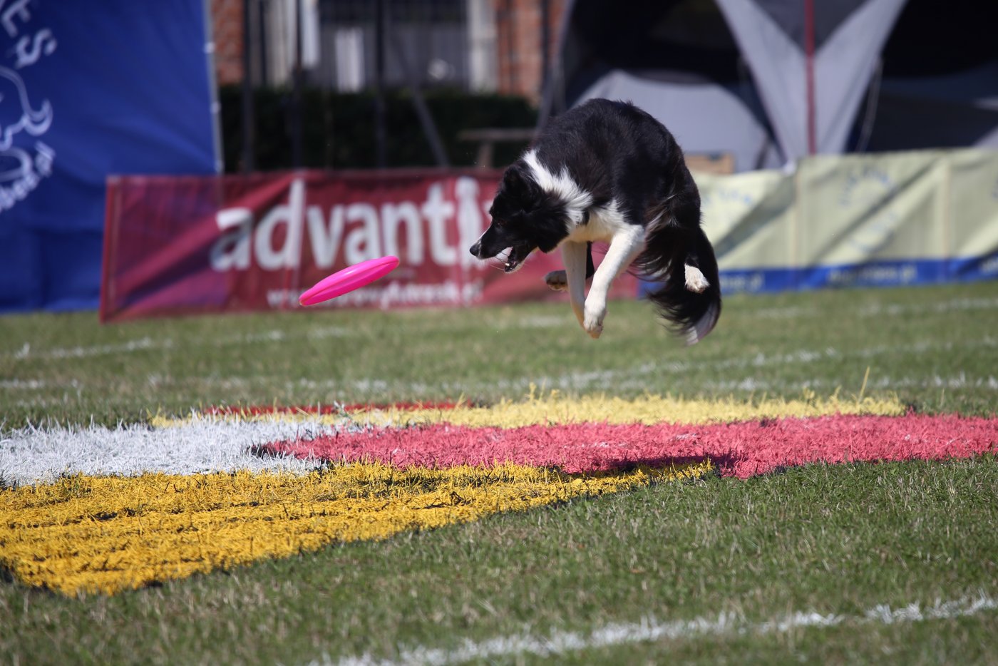 Psy rywalizujące w dogfrisbee bez problemu „latają” po punkty, fot. Przemysław Kozłowski