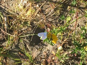 Motyl z gatunku modraszek na kwietnej łące // fot. Dorota Marszałek