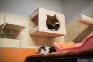 W Gdyni powstał nowy dom dla kotów // fot. Karol Stańczak