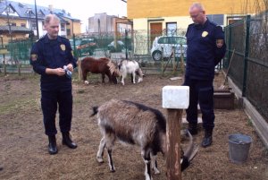Strażnicy miejscy pomagają zwierzętom w mini zoo przy gdyńskim hospicjum