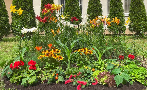 Złap oddech w sielskim ogrodzie – ruszyła kolejna edycja konkursu „Gdynia w kwiatach”