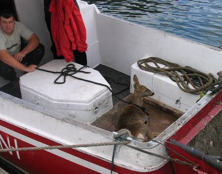 Załoga Delfina ratuje sarnę, fot.Port Gdynia/H.Sagan )