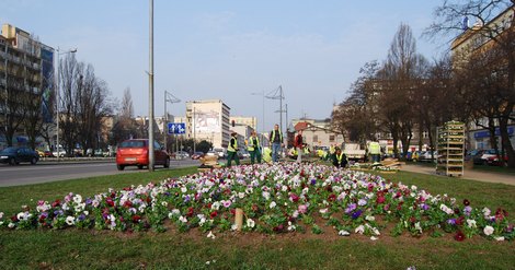 Wiosenne prace przy kwietnikach sezonowych - Skwer Kościuszki, fot.: Dorota Nelke