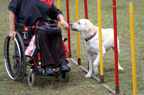 I Gdyńskie Warsztaty dla osób niepełnosprawnych z psami asystującymi
