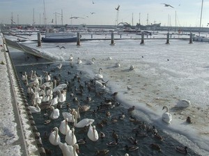 Gdyński Eko-patrol Straży Miejskiej dokarmia ptaki, fot. Anna Łopion