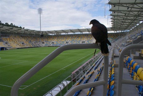 Na stadionie, fot.: Dorota Nelke