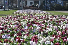 Wiosna zbliża się wielkimi krokami, a wraz z nią Gdynia znów rozkwitnie dziesiątkami kolorów - Skwer Kościuszki 2012, fot. Dorota Nelke