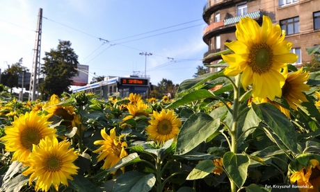 Słoneczniki na Węźle Pokoju, fot. Krzysztof Romański