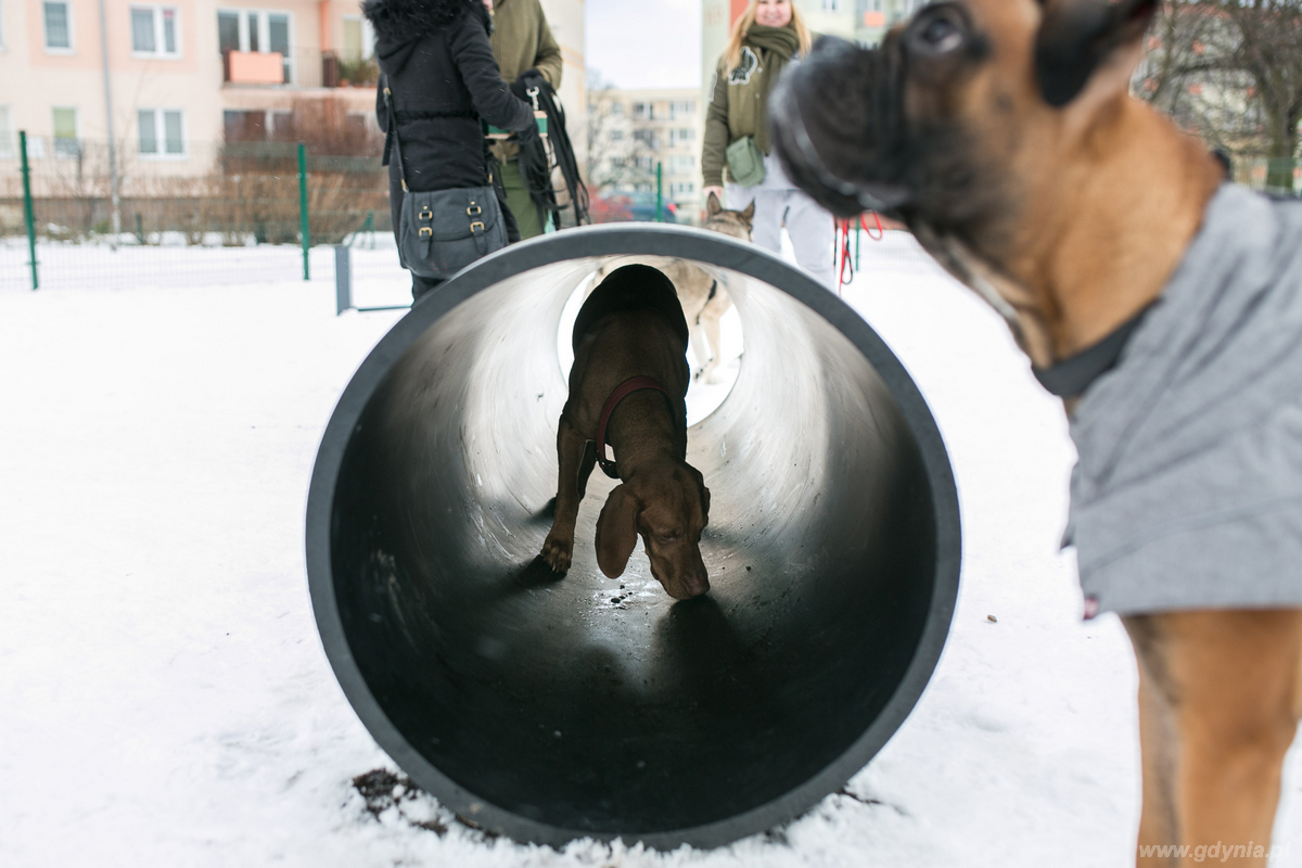 Otwarcie Łączki merdających ogonów - ogrodzonego wybiegu dla psów, fot. Karol Stańczak