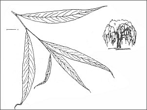 wierzba paczca (Salix alba 'Tristis')