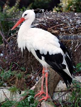 Grafika:Ciconia ciconia (aka).jpg
