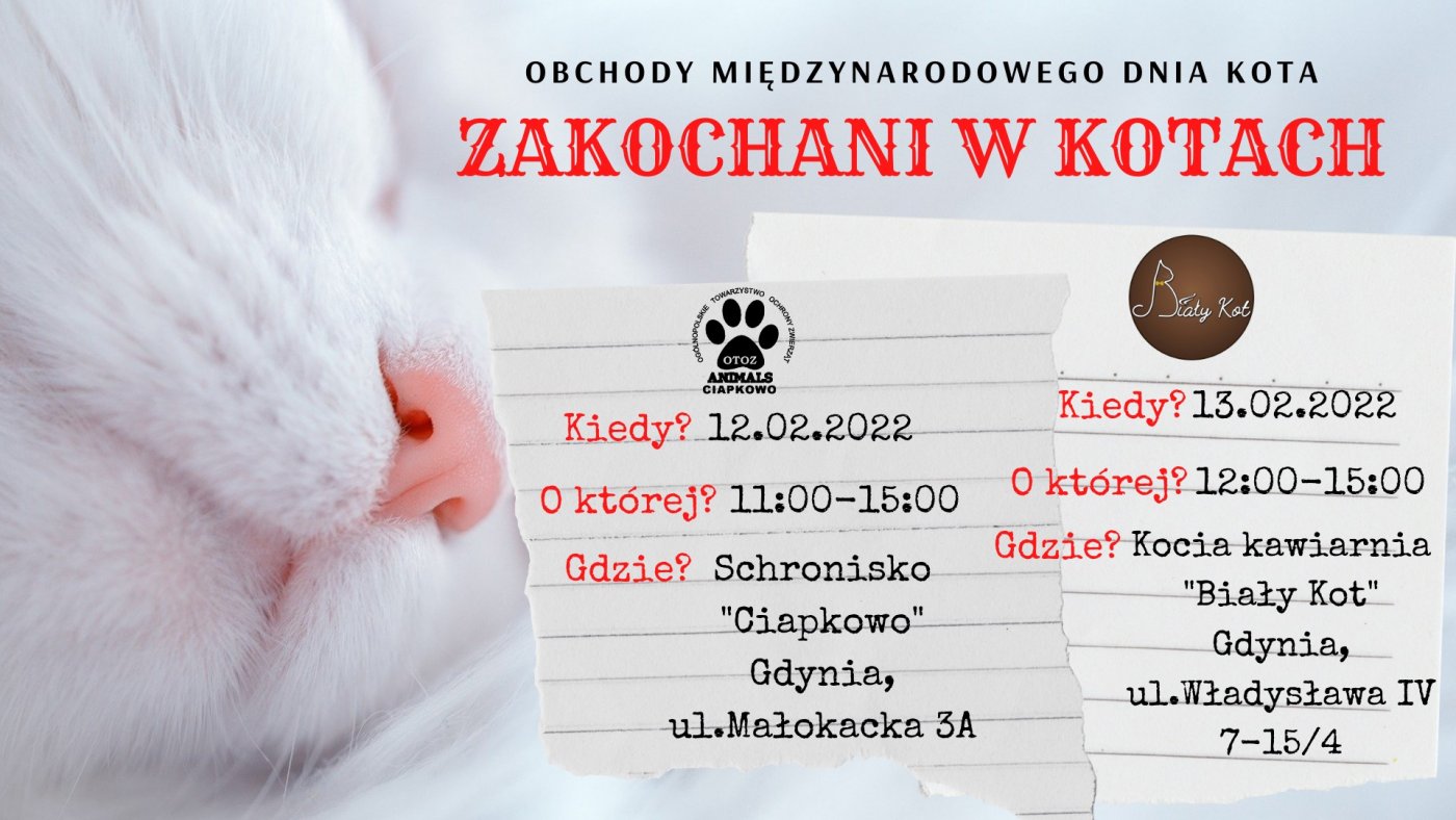 Dzień Kota #wGdyni // mat. prasowe OTOZ Animals Schronisko „Ciapkowo