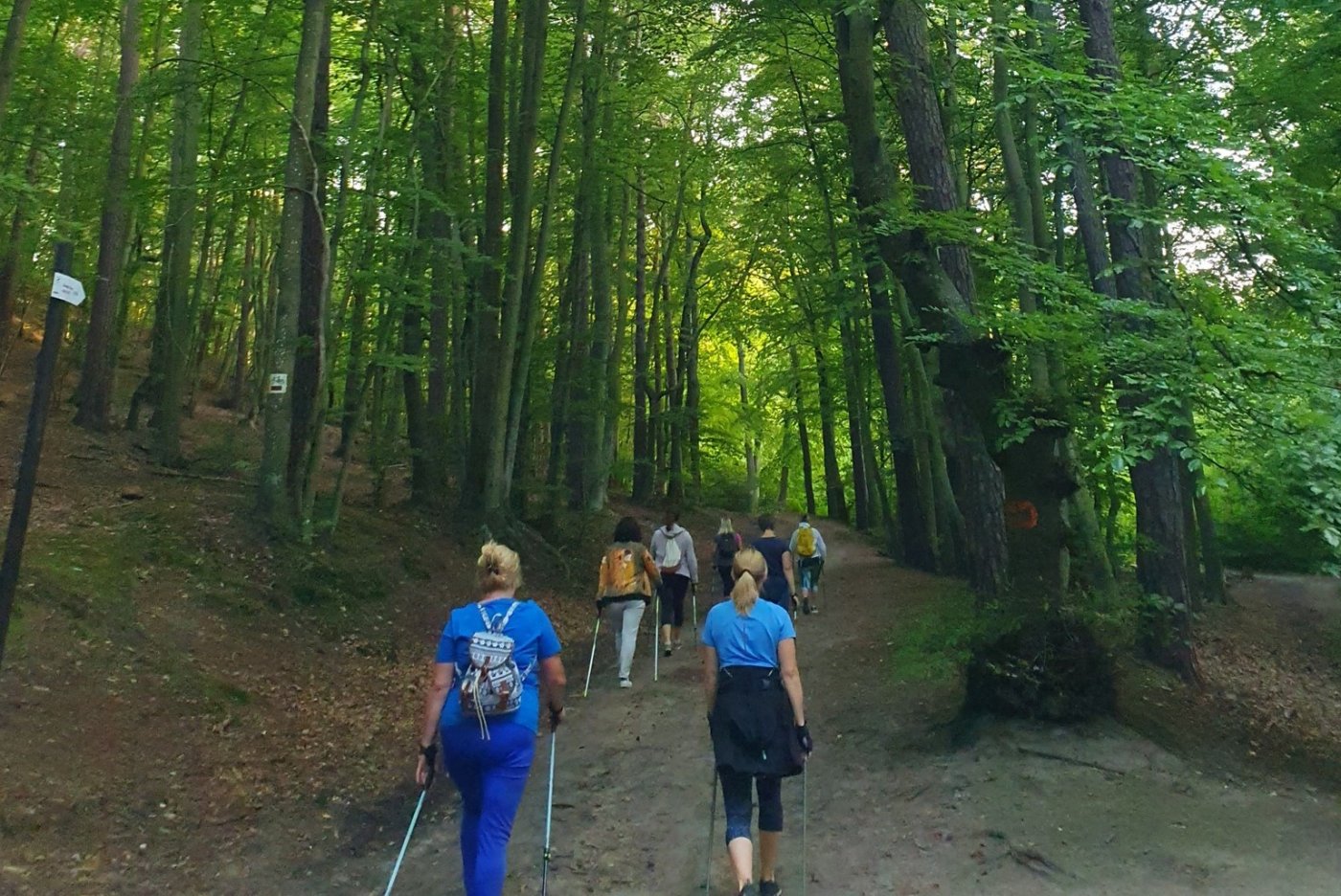 Grupa gdynian i gdynianek podczas Nordic Walking w lesie.