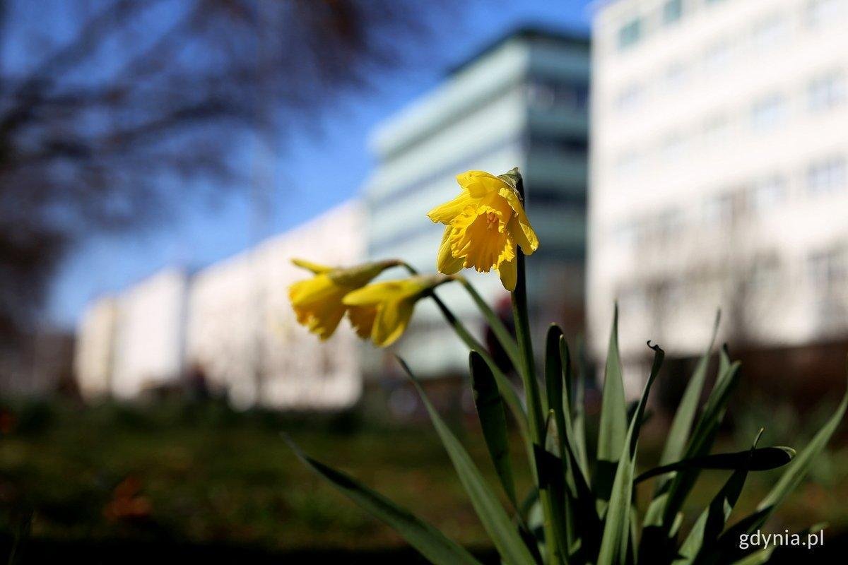 W czwartek i piątek (6-7 marca) oczekiwane wyższe temperatury od 14°C do 16°C na przeważającym obszarze województwa pomorskiego.(fot. Przemysław Kozłowski)