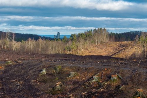 Teren pod inwestycję Obwodnicy Witomina (mat. Wydziału Inwestycji, Urząd Miasta Gdyni)