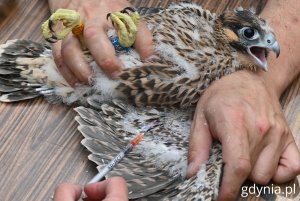 Sokołom pobrano również krew do badań genetycznych (fot. Magdalena Starnawska)