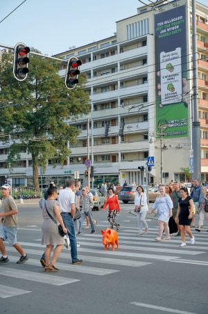 Pomarańczowy dzik na przejściu dla pieszych w Gdyni