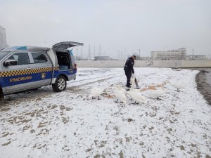 Samochód Straży Miejskiej na plaży i łabędzie