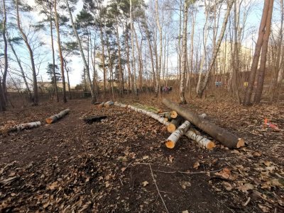 Większość ściętych drzew to małe i średnie egzemplarze (fot. Marek Urbaniak)