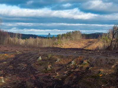 Teren pod inwestycję Obwodnicy Witomina (mat. Wydziału Inwestycji, Urząd Miasta Gdyni)