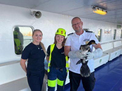 Kormoran został bezpiecznie odłowiony i odstawiony do Ostoi. Na zdj. m.in. załoga promu Stena Line Spirit, Leonard Wawrzyniak, rzecznik Straży Miejskiej w Gdyni oraz bohater artykułu, kormoran. Fot. Straż Miejska w Gdyni 