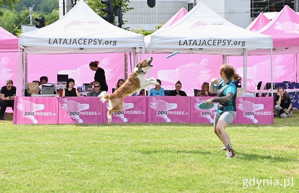 „Latające psy” ponownie zagościły w Gdyni