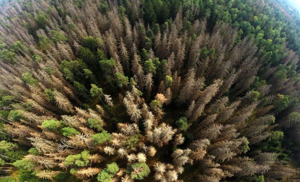 Powstanie miejski plan adaptacji do zmian klimatu