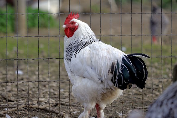 Grypa ptaków. Jak ochronić drób przed zakażeniem