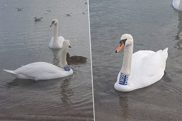 Łabędź z opaską na szyi pomaga naukowcom