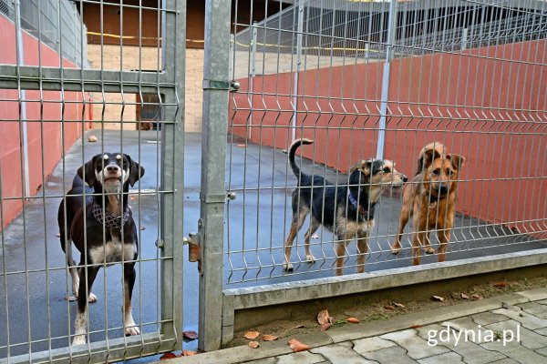 Ciapkowo niesie pomoc dla ocalałych zwierząt z pożaru schroniska w Dąbrówce