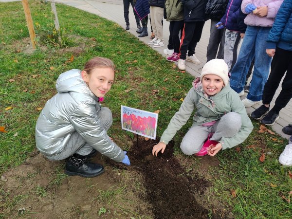 Tulipanowe pole przed szkołą na Cisowej