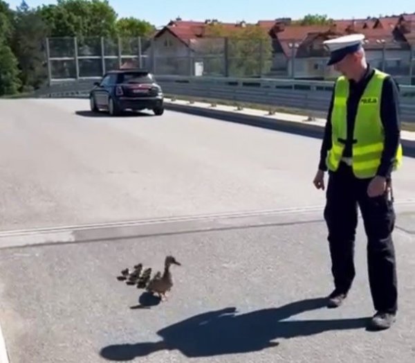 Kaczki z policyjną obstawą 