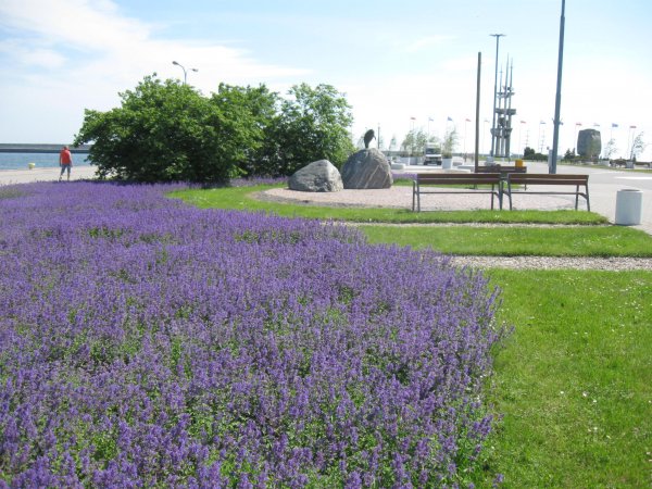 Klimatyczne nasadzenia w centrum