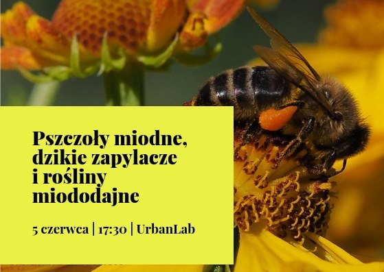 Spotkanie „Pszczoły miodne, dzikie zapylacze i rośliny miododajne