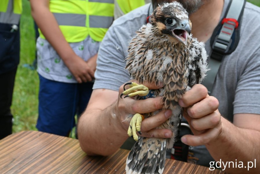 Zaobrączkowany sokół wędrowny (fot. Magdalena Starnawska)