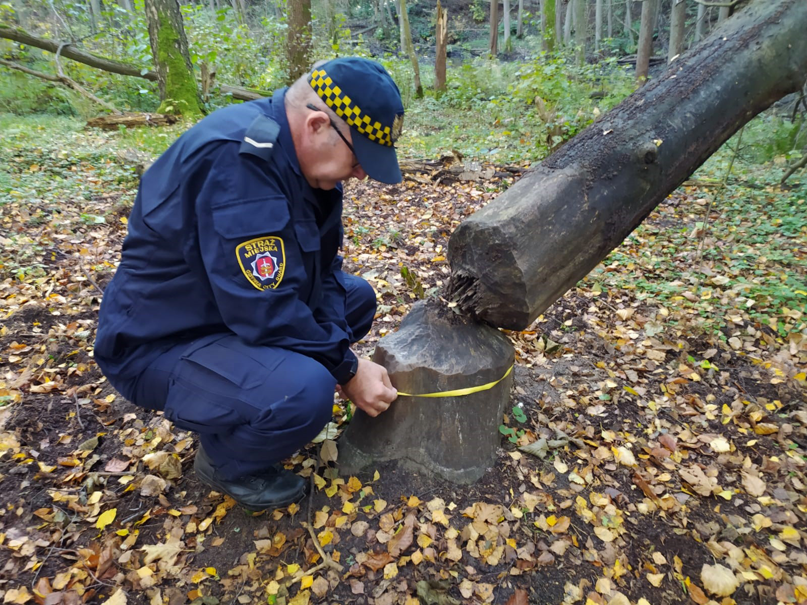 strażnik mierzy drewno obgryzione przez bobra