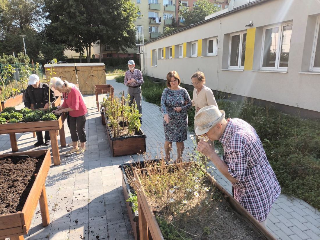 Seniorzy Dziennego Domu Senior+ doglądają dobrostanu posadzonych kwiatów i warzyw. 